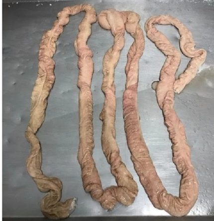 pork intestine for sale, frozen pork intestine, pork intestine near me, wholesale frozen pork suppliers